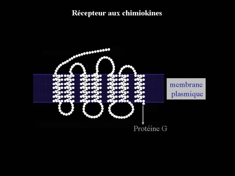 La cellule/membrane plasmique : Notion de récepteurs