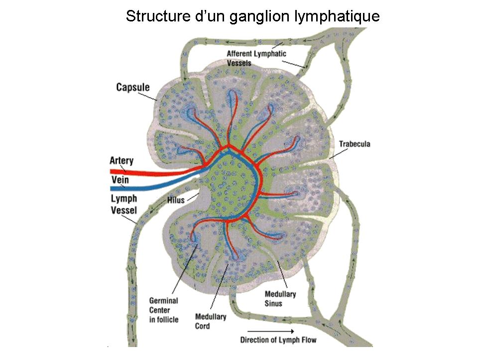 ganglions lymphatiques du tissu conjonctif