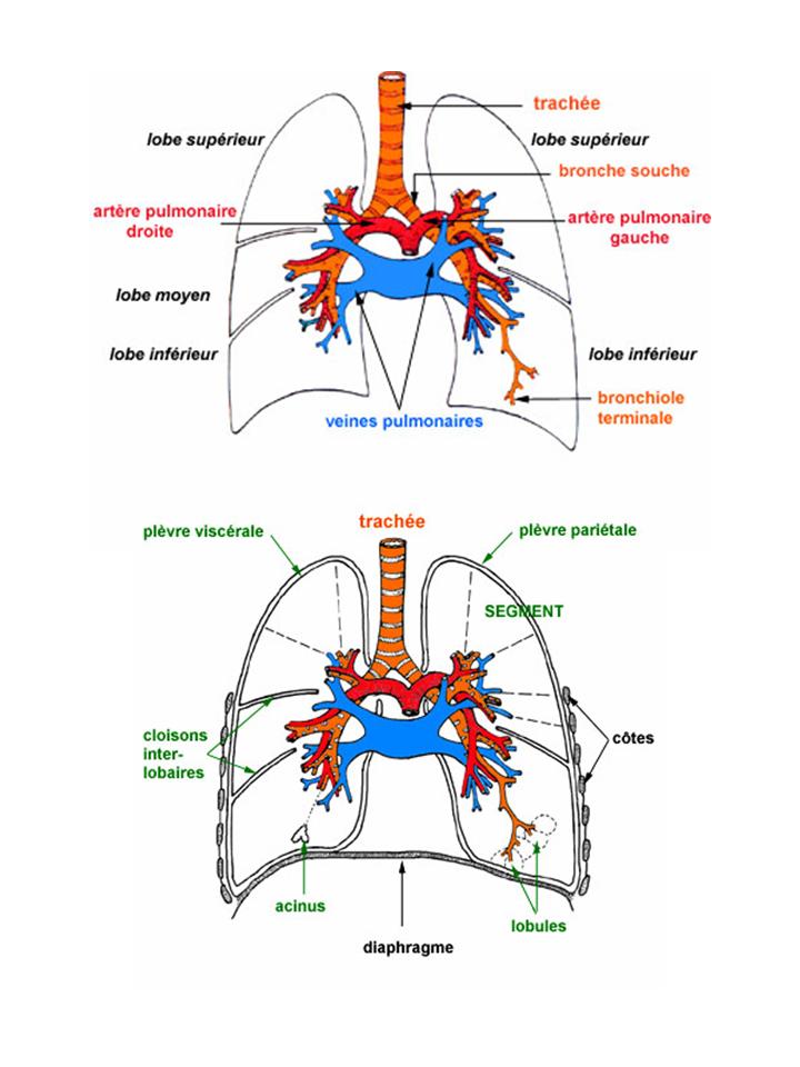 Système respiratoire inférieur